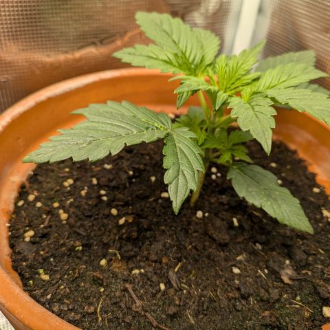 Sticky Orange XXL Automatic growlog timeline photo