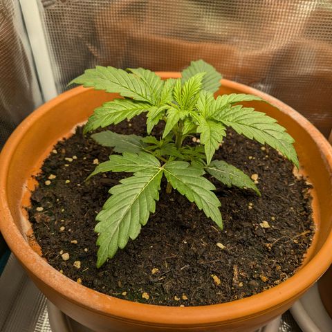 Sticky Orange XXL Automatic growlog timeline photo