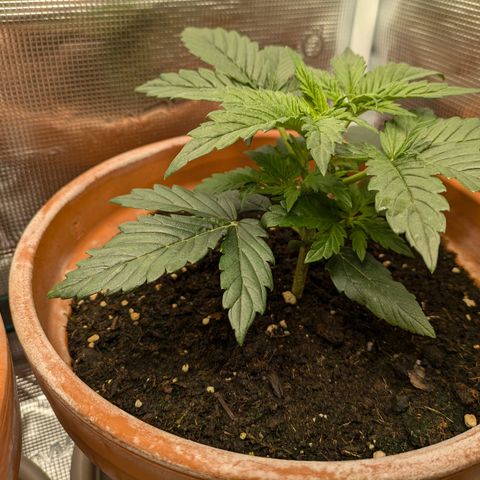 Sticky Orange XXL Automatic growlog timeline photo