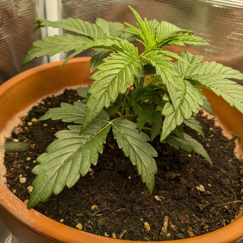 Sticky Orange XXL Automatic growlog timeline photo