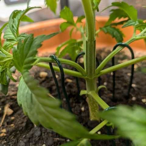 Sticky Orange XXL Automatic growlog photo: Ein bissschen Training , etwas entlaubt