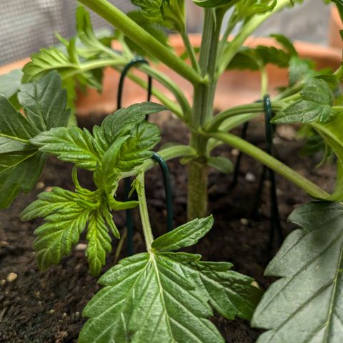 Sticky Orange XXL Automatic growlog photo: Ein bissschen Training , etwas entlaubt