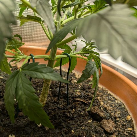 Sticky Orange XXL Automatic growlog photo: Ein bissschen Training , etwas entlaubt