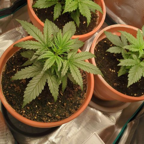 Sticky Orange XXL Automatic growlog photo: Ein bissschen Training , etwas entlaubt