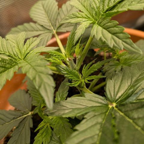 Sticky Orange XXL Automatic growlog photo: Pflanzen getoppt. 