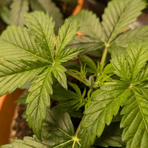 Sticky Orange XXL Automatic growlog photo: Pflanzen getoppt. 