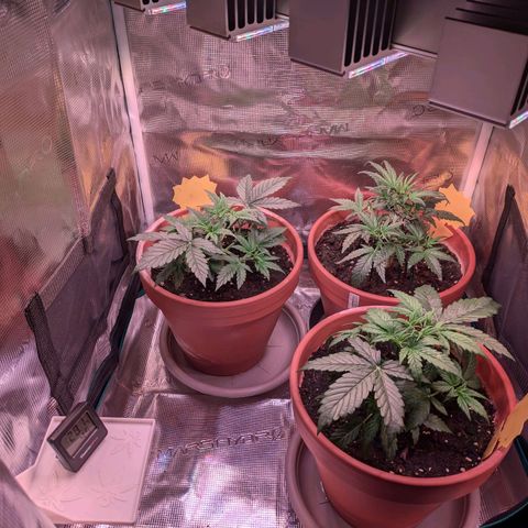 Sticky Orange XXL Automatic growlog photo: Beleuchtung jetzt Sanlight Q4W 