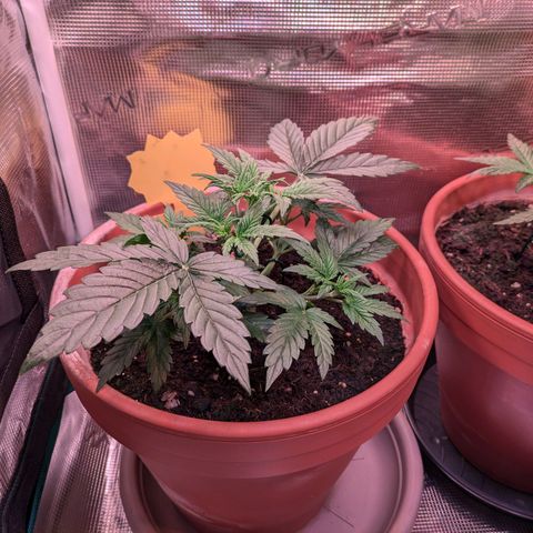 Sticky Orange XXL Automatic growlog photo: Beleuchtung jetzt Sanlight Q4W 