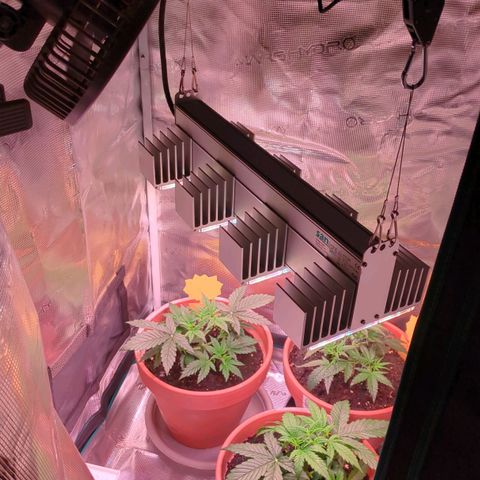 Sticky Orange XXL Automatic growlog photo: Beleuchtung jetzt Sanlight Q4W 