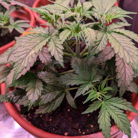 Sticky Orange XXL Automatic growlog timeline photo
