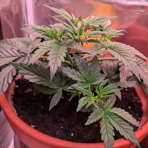 Sticky Orange XXL Automatic growlog timeline photo