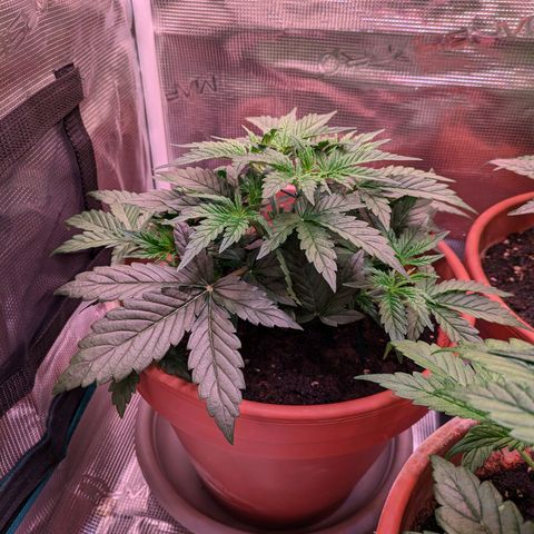 Sticky Orange XXL Automatic growlog timeline photo