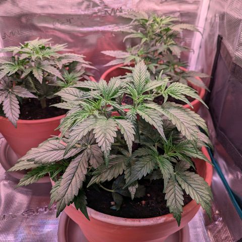 Sticky Orange XXL Automatic growlog timeline photo