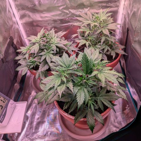 Sticky Orange XXL Automatic growlog timeline photo
