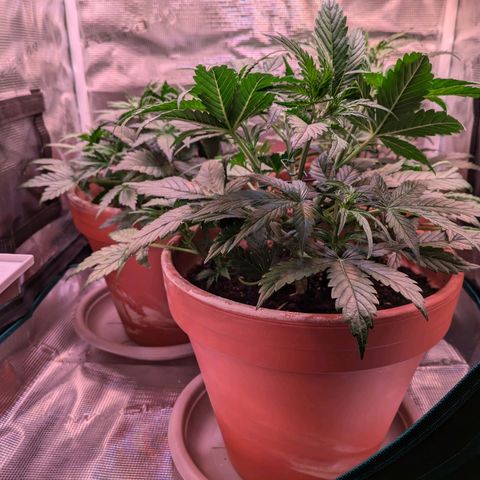 Sticky Orange XXL Automatic growlog timeline photo