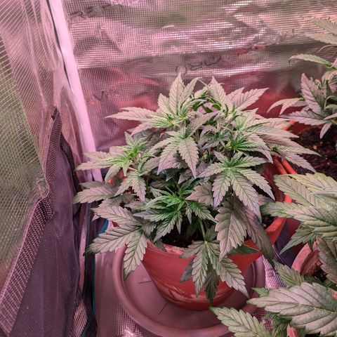 Sticky Orange XXL Automatic growlog timeline photo
