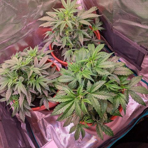 Sticky Orange XXL Automatic growlog timeline photo