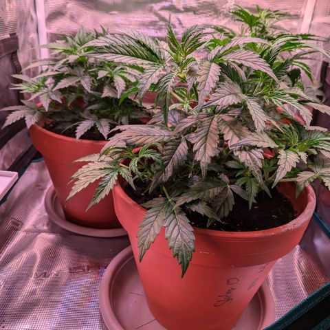 Sticky Orange XXL Automatic growlog timeline photo