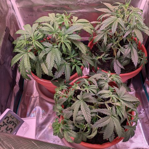 Sticky Orange XXL Automatic growlog timeline photo