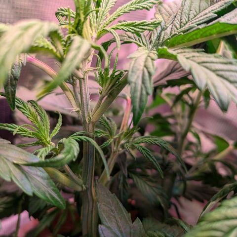 Sticky Orange XXL Automatic growlog photo: Blühte beginnt 