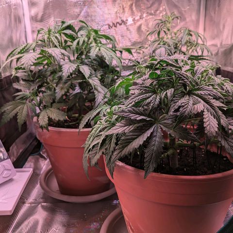 Sticky Orange XXL Automatic growlog photo: Blühte beginnt 
