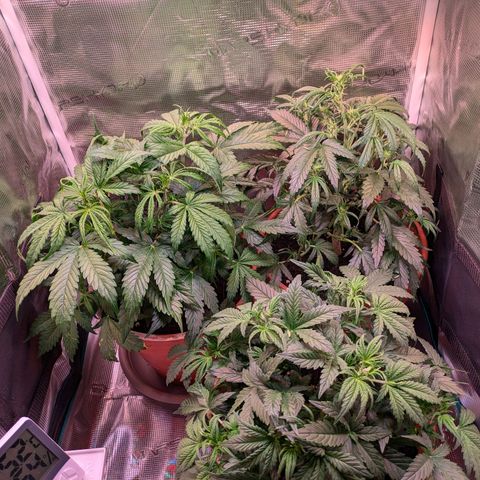 Sticky Orange XXL Automatic growlog photo: Blühte beginnt 