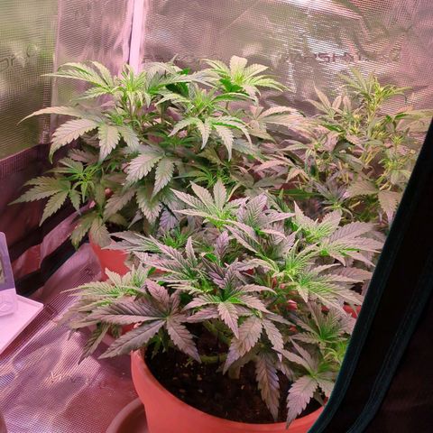 Sticky Orange XXL Automatic growlog photo: Es wird eng in der  60*60 Box. Machen wir das beste draus. Für die nächste runde max 2 Damen 