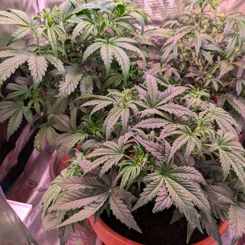 Sticky Orange XXL Automatic growlog timeline photo