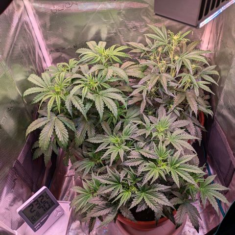 Sticky Orange XXL Automatic growlog timeline photo