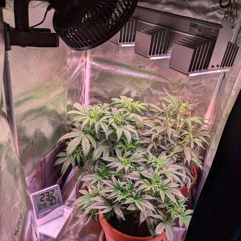 Sticky Orange XXL Automatic growlog timeline photo