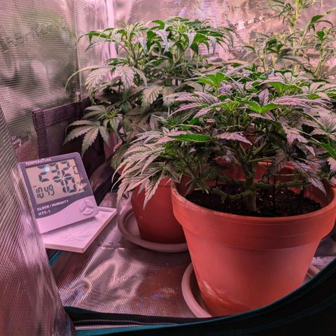 Sticky Orange XXL Automatic growlog timeline photo