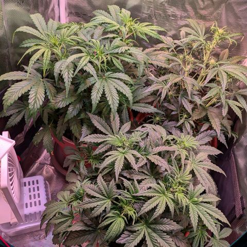 Sticky Orange XXL Automatic growlog timeline photo