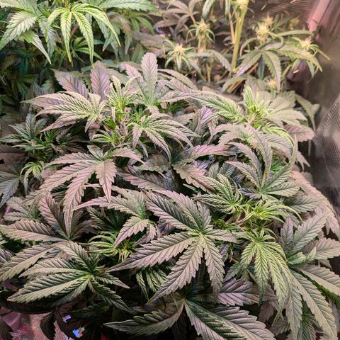 Sticky Orange XXL Automatic growlog timeline photo
