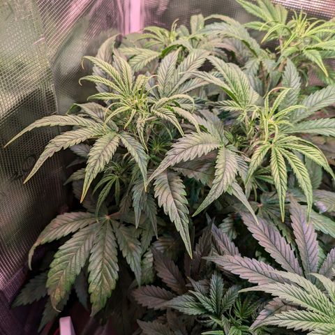 Sticky Orange XXL Automatic growlog timeline photo