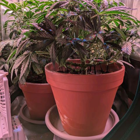 Sticky Orange XXL Automatic growlog timeline photo