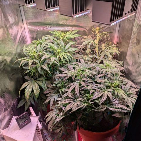 Sticky Orange XXL Automatic growlog timeline photo