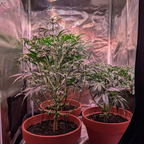 Sticky Orange XXL Automatic growlog photo: Extrem entlaubt und zurechtgeschnitten, alles wieder schön luftig und lichtdurchfluttet