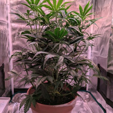 Sticky Orange XXL Automatic growlog photo: Extrem entlaubt und zurechtgeschnitten, alles wieder schön luftig und lichtdurchfluttet