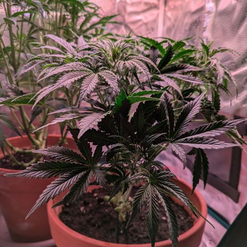 Sticky Orange XXL Automatic growlog photo: Extrem entlaubt und zurechtgeschnitten, alles wieder schön luftig und lichtdurchfluttet