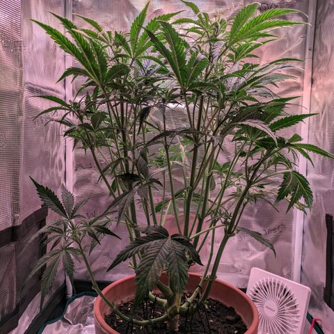 Sticky Orange XXL Automatic growlog photo: Extrem entlaubt und zurechtgeschnitten, alles wieder schön luftig und lichtdurchfluttet