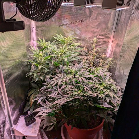 Sticky Orange XXL Automatic growlog photo: Extrem entlaubt und zurechtgeschnitten, alles wieder schön luftig und lichtdurchfluttet