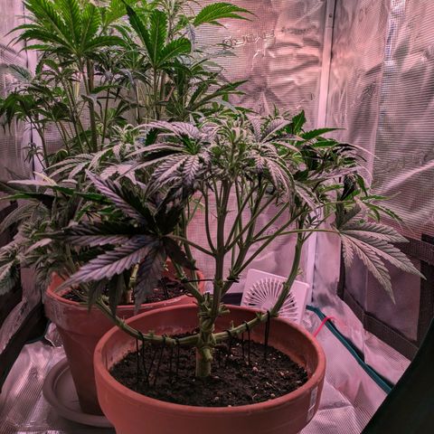 Sticky Orange XXL Automatic growlog photo: Extrem entlaubt und zurechtgeschnitten, alles wieder schön luftig und lichtdurchfluttet