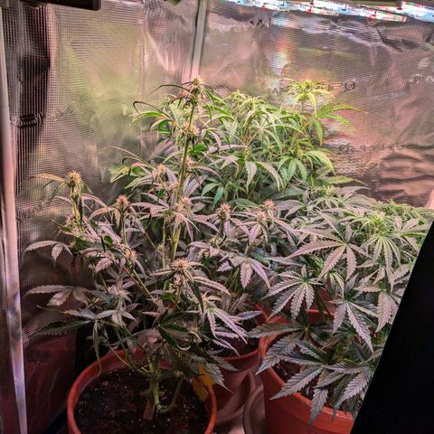 Sticky Orange XXL Automatic growlog timeline photo