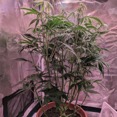 Sticky Orange XXL Automatic growlog photo: Eine von den damen wollte nicht Wachsen jat alles in enen unteren trieb gesteckt , hab sie jetzt unten rum extrem geschnitten und es wirkt, sie geht in die Länge. 
