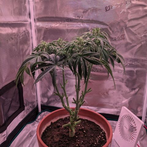 Sticky Orange XXL Automatic growlog photo: Eine von den damen wollte nicht Wachsen jat alles in enen unteren trieb gesteckt , hab sie jetzt unten rum extrem geschnitten und es wirkt, sie geht in die Länge. 