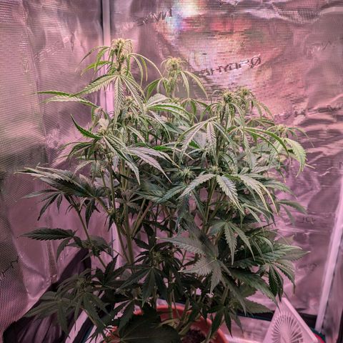 Sticky Orange XXL Automatic growlog photo: Eine von den damen wollte nicht Wachsen jat alles in enen unteren trieb gesteckt , hab sie jetzt unten rum extrem geschnitten und es wirkt, sie geht in die Länge. 