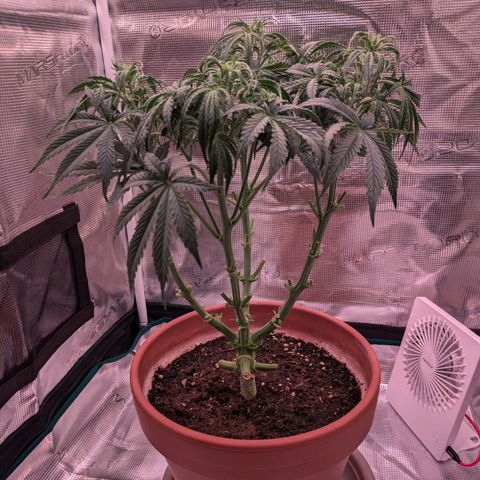 Sticky Orange XXL Automatic growlog photo: Eine von den damen wollte nicht Wachsen jat alles in enen unteren trieb gesteckt , hab sie jetzt unten rum extrem geschnitten und es wirkt, sie geht in die Länge. 