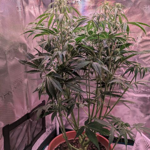 Sticky Orange XXL Automatic growlog photo: Eine von den damen wollte nicht Wachsen jat alles in enen unteren trieb gesteckt , hab sie jetzt unten rum extrem geschnitten und es wirkt, sie geht in die Länge. 