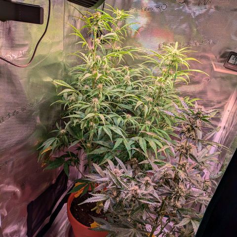 Sticky Orange XXL Automatic growlog photo: Es wird eng.   Eine der stickys musste sterben, sie kam nicht hinterher und ging nicht in die blühte. Jetzt hat die andere mehr platz neben der wunderbar blühenden purpel bud)vorne rechts) 