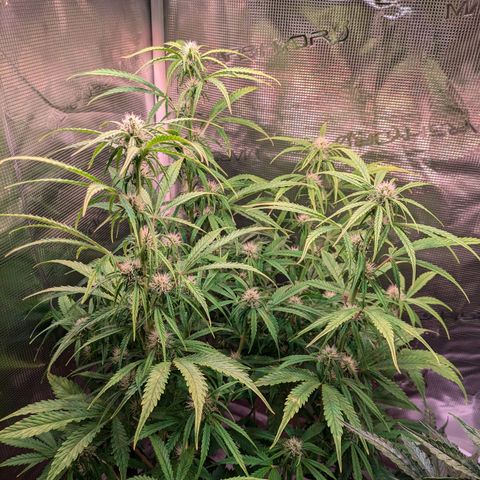 Sticky Orange XXL Automatic growlog timeline photo